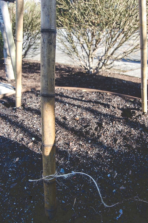 Build a bamboo tripod Lattice Makers